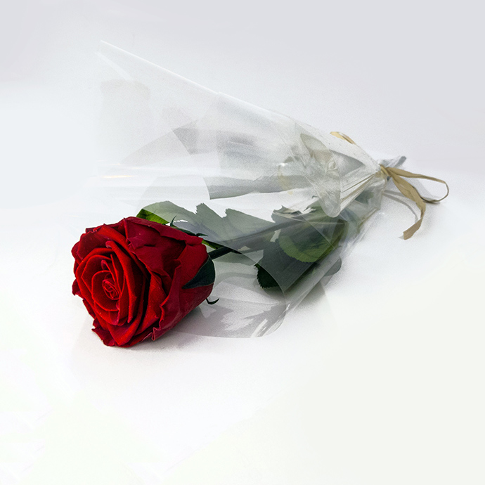 Rosas Preservadas