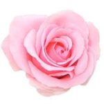 Rosas Rosas