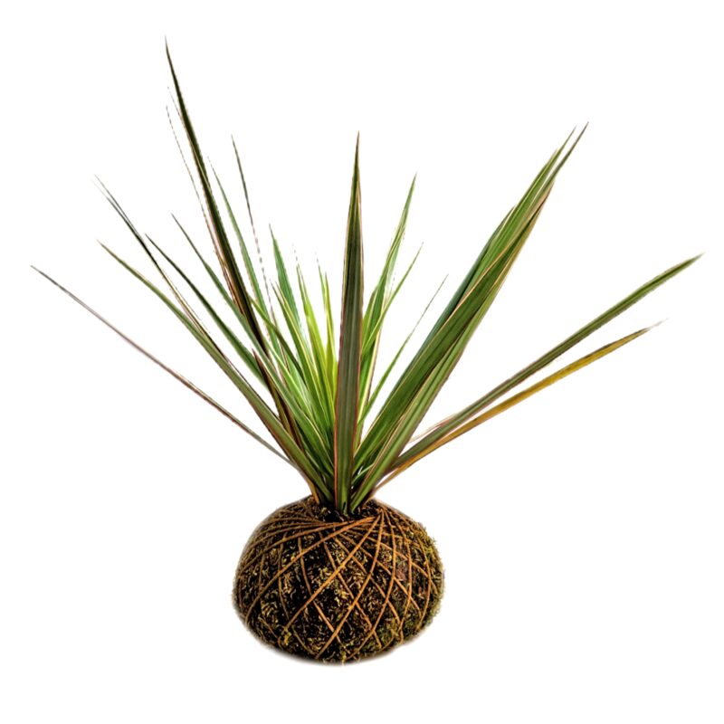 Kokedama Dracaena Marginata