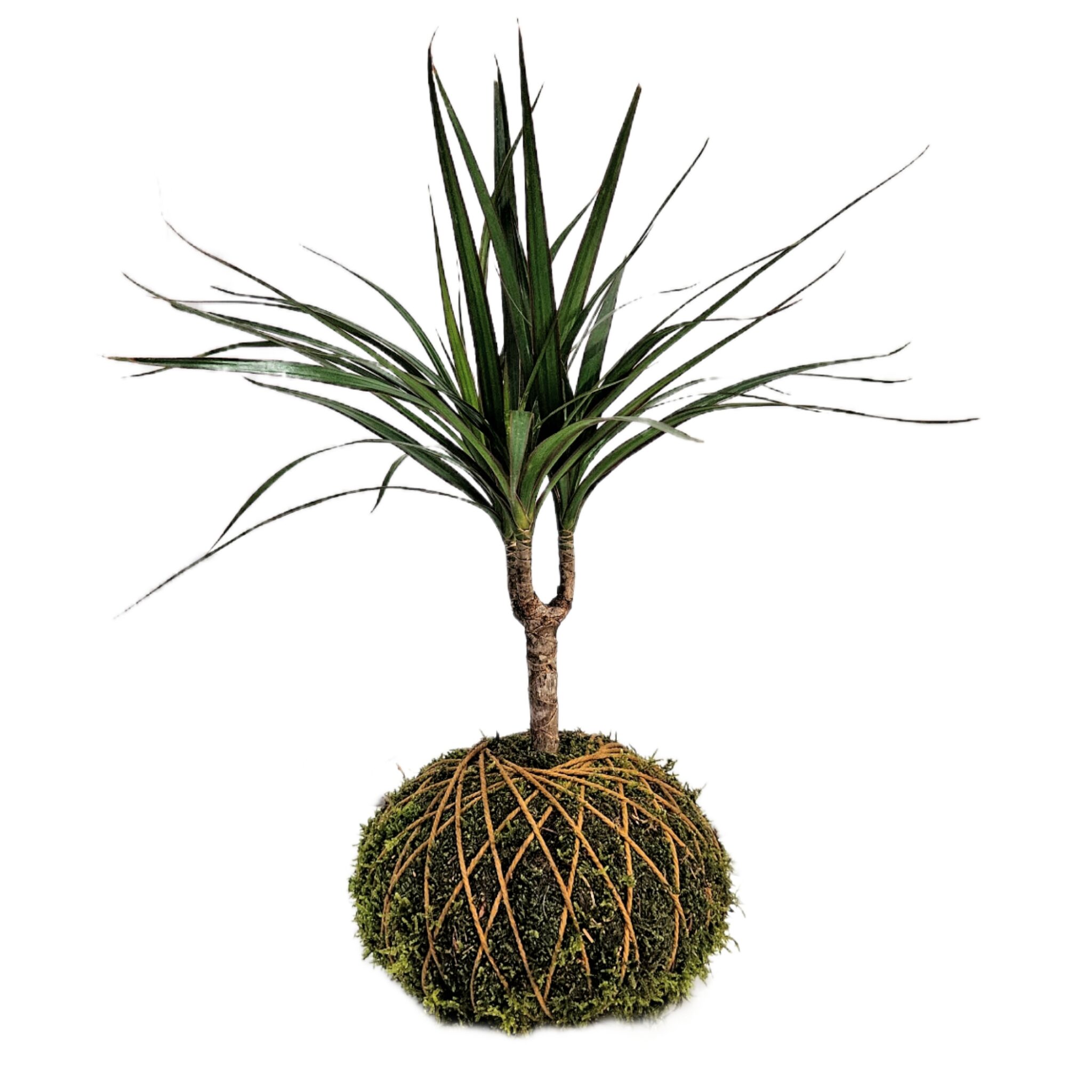 Kokedama Dracaena