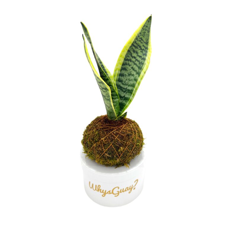 Kokedama Sansevieria