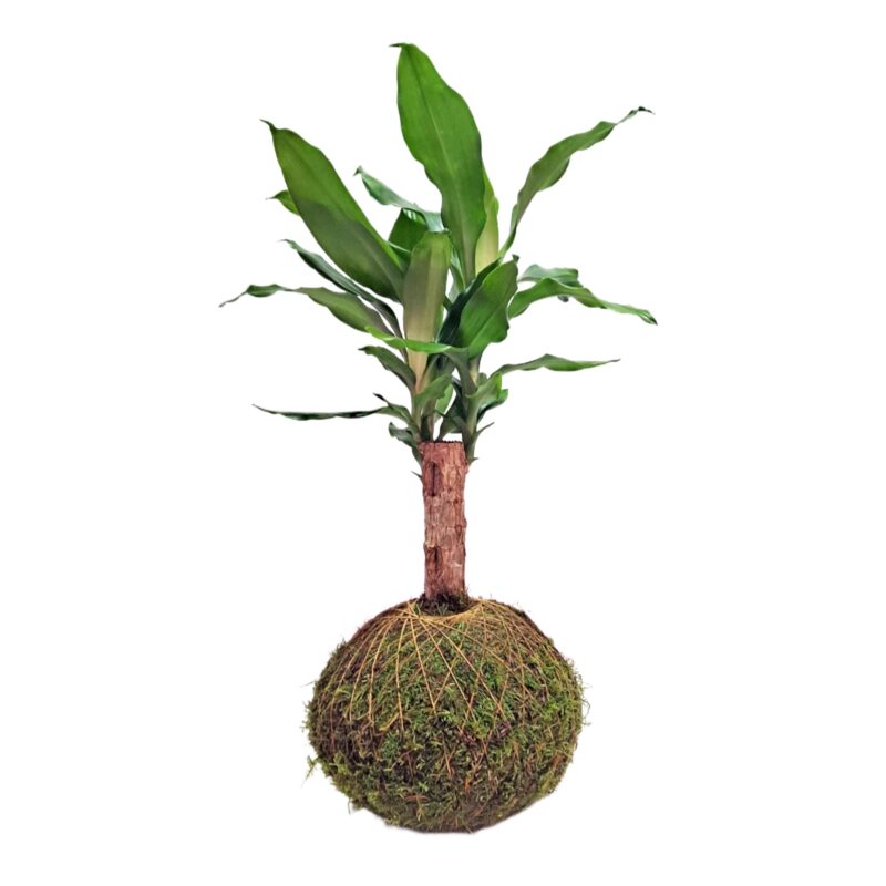 Kokedama Palo de brasil