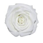 Rosas Blancas