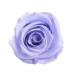 Lavanda