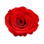 Rosas Rojas