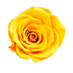 Rosas Amarillas